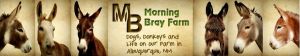 Morning bray farm