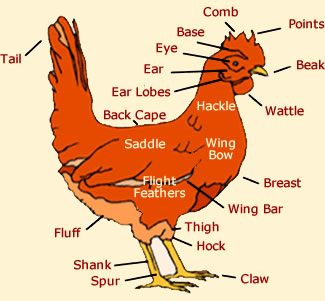 Chicken Parts Chart