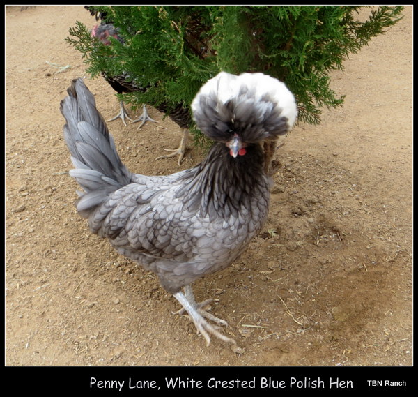 Penny Lane White Crested