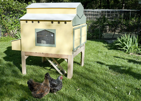 Considering an Urban Chicken Coop? | TBN Ranch