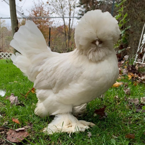 Common Crested Chicken Breeds – TBN Ranch Chicken Keeping Resources